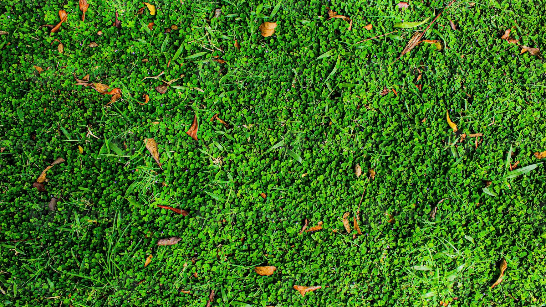 vista superior del fondo de hojas verdes con algunas hojas secas que caen. fondo de hoja verde. textura y fondo de césped artificial verde. telón de fondo verde y papel tapiz. copie el espacio para su texto. foto