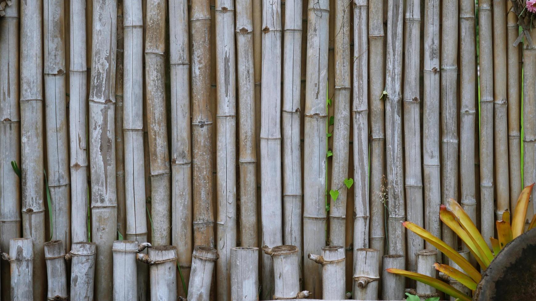 Bamboo fence background photo