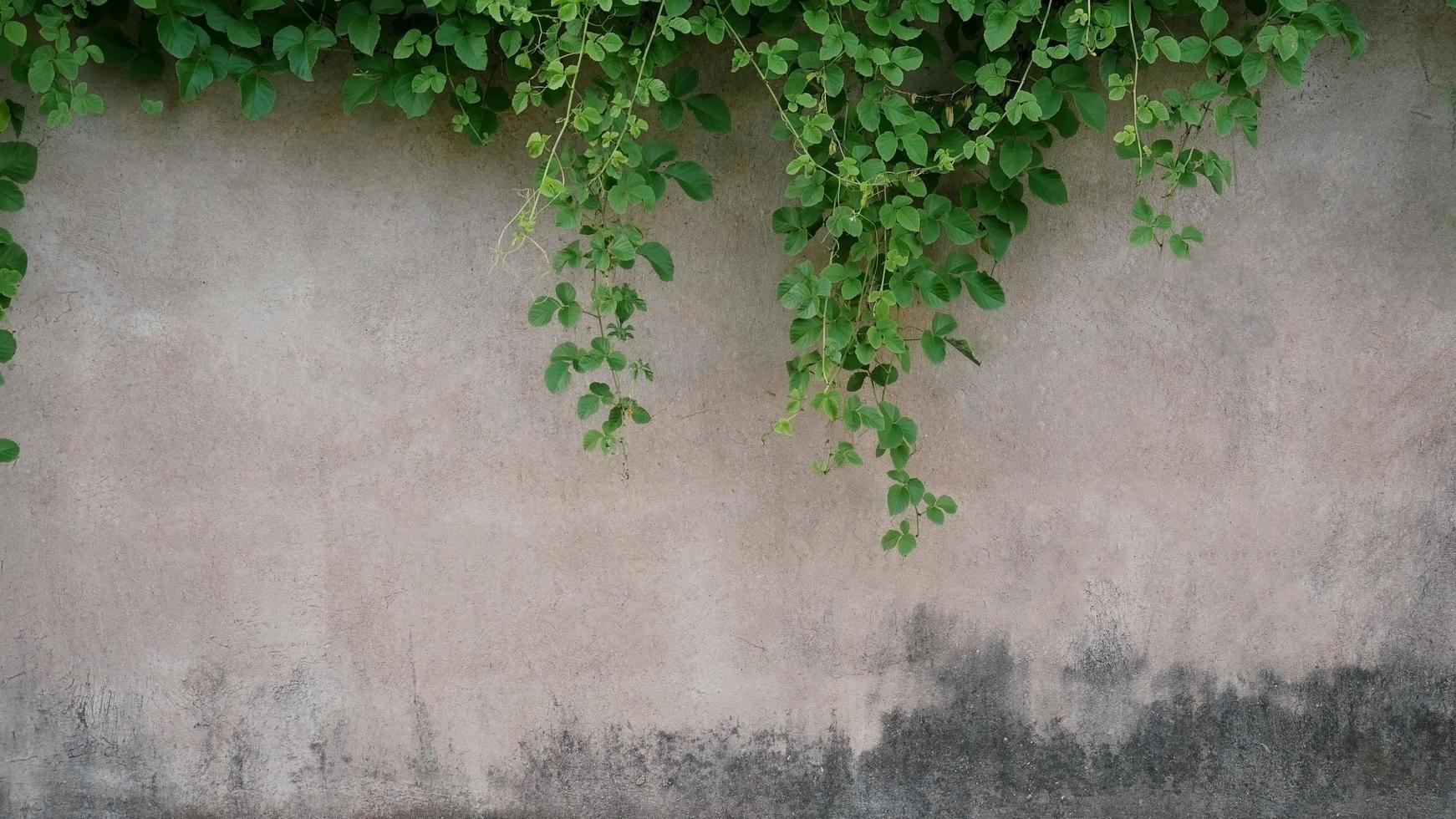 The old cement wall was weathered, the surface was scratched, the surface was scratched and damaged. For a mysterious retro-conservative background. photo