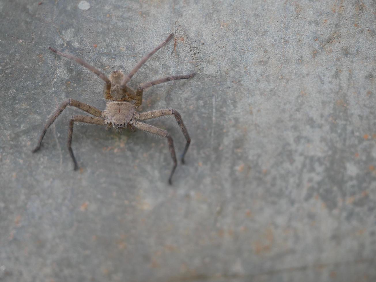 A brown spider clings to the floor of a cement wall. photo