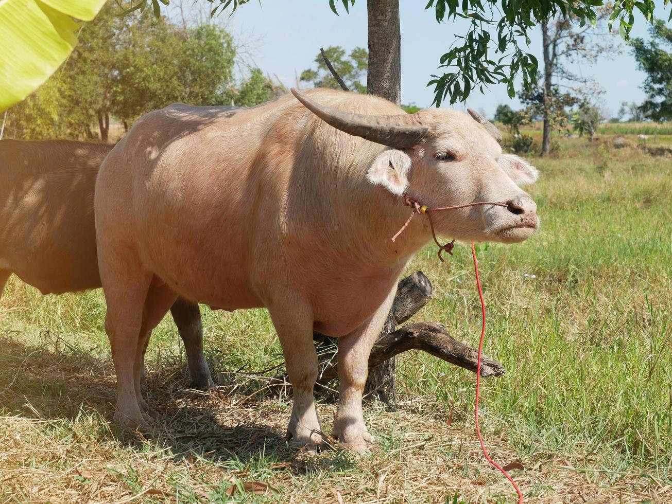 The albino buffalo, a rural animal with a unique genetic skin, has a pinkish skin color. photo