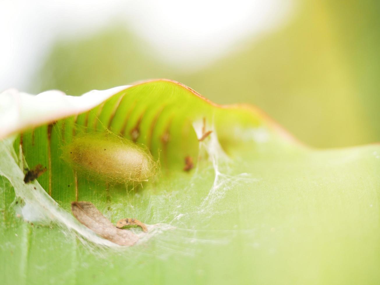 A nest of incubating caterpillars on top of a leaf. photo