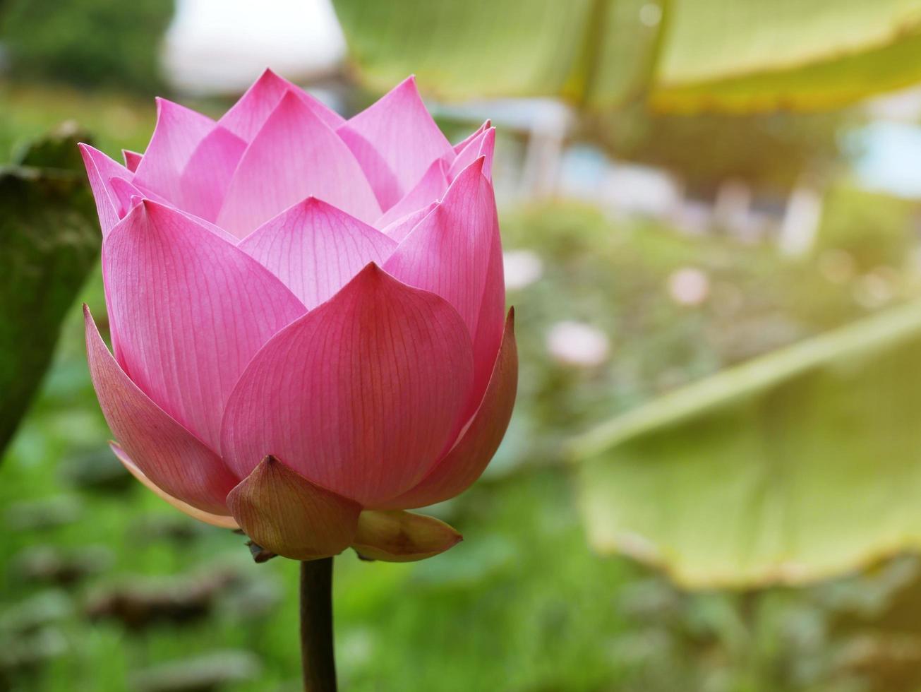 The pink lotus was blooming with a fair amount of sunlight. photo