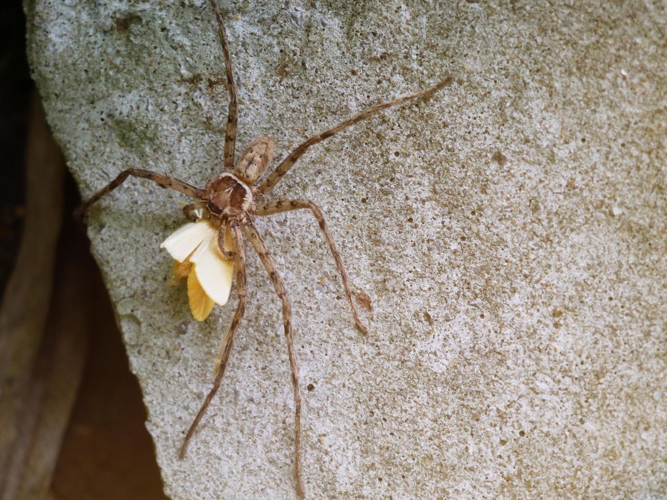 The brown spider grabs its prey for food. photo