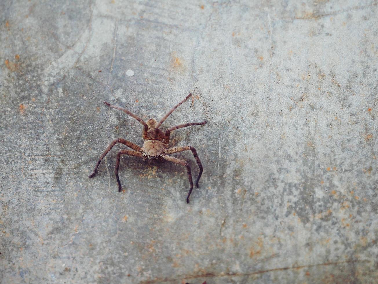 A brown spider clings to the floor of a cement wall. photo