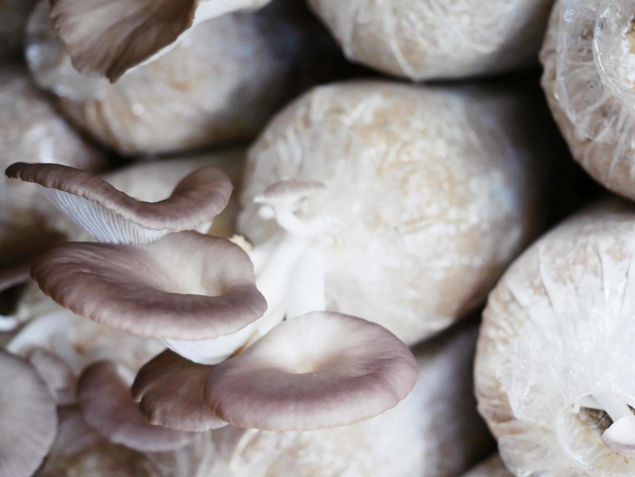 Cultivation of crops in rural fields Mushrooms are blooming and growing through experimental cultivation. biotechnology genetics Eating vegetarian is healthy. photo