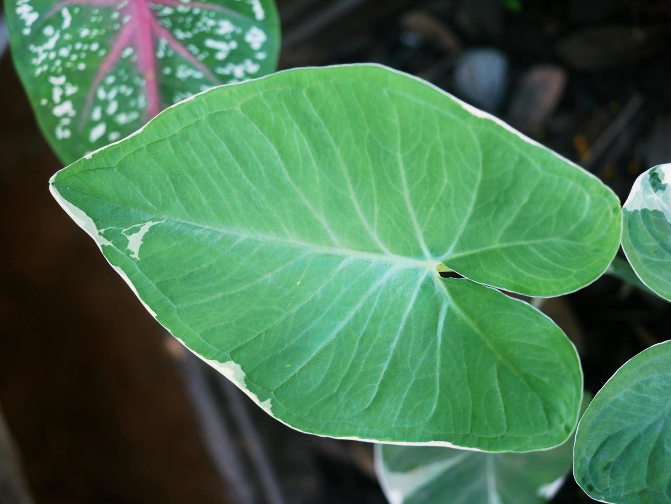 Variegated plants or beautifully shaped leaves outdoors in rare natural colors. is becoming popular and in demand. photo