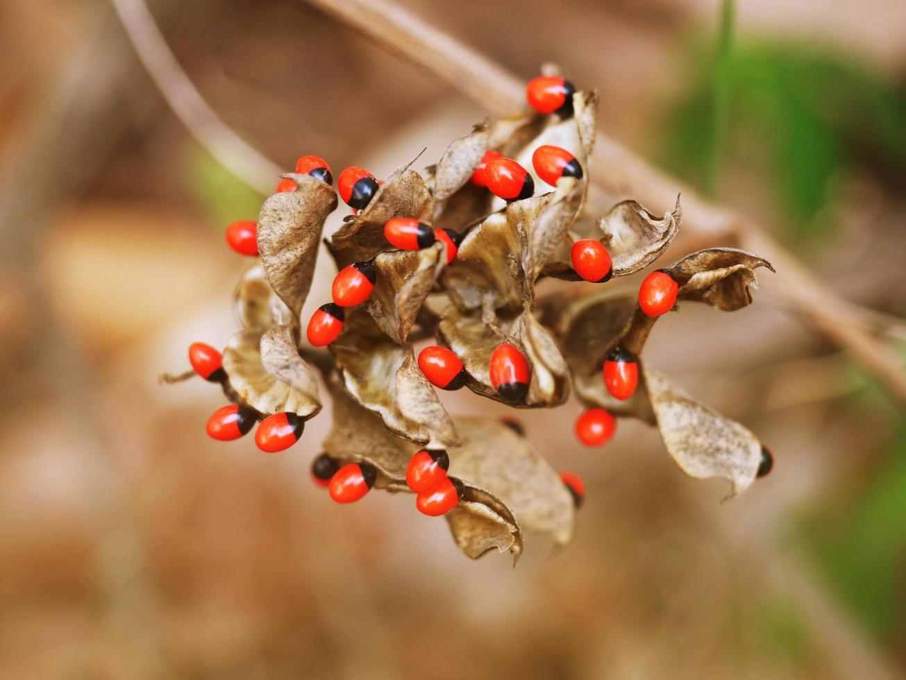 Abrus precatorius with a bright red ball, a small red seed that resembles a rosary or bead. photo