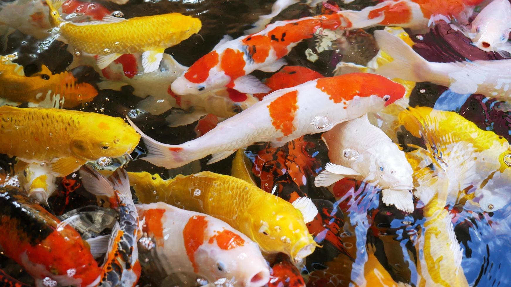 Colorful carp in the beautiful, colorful koi pond swim in clear water. photo