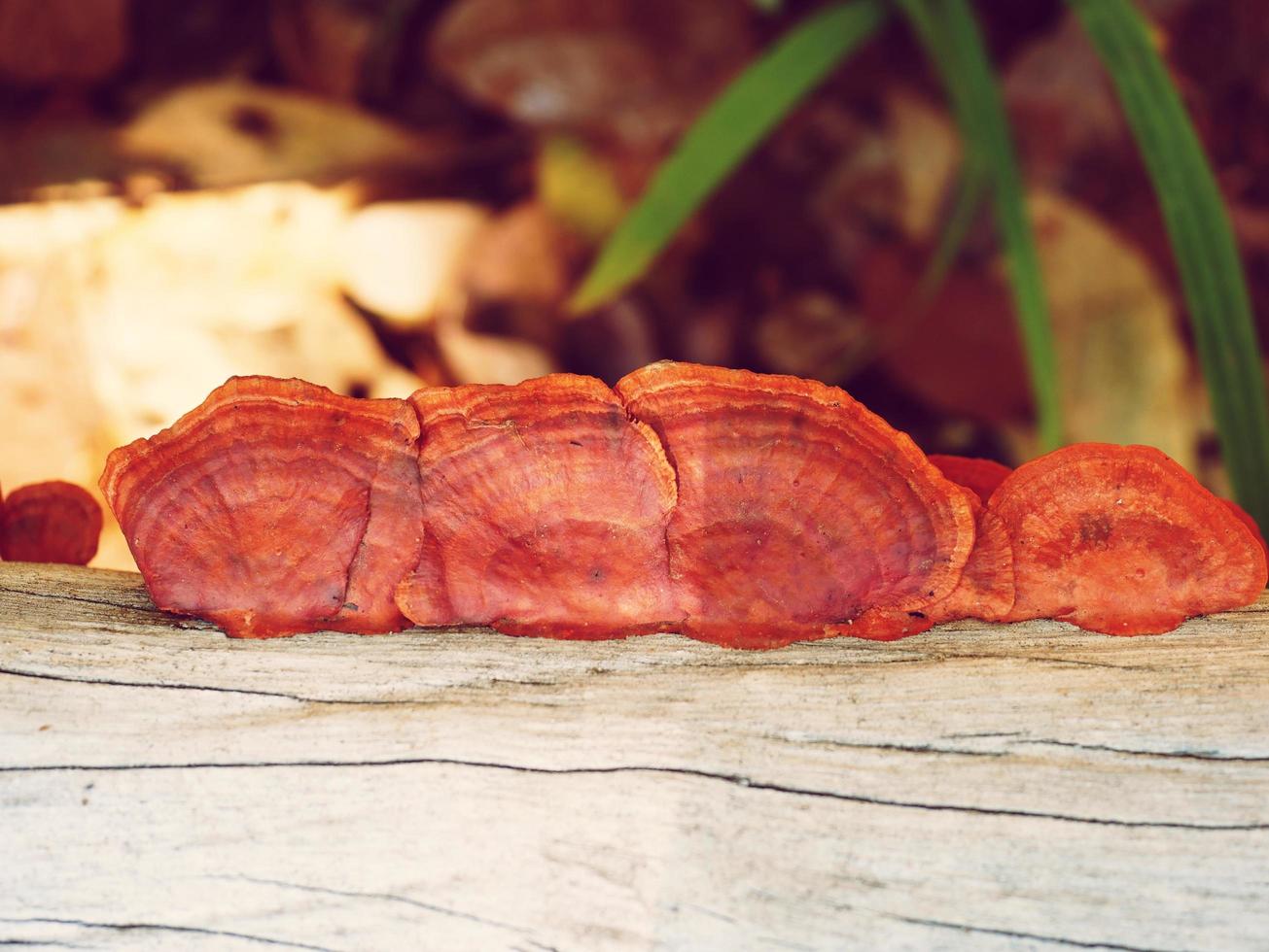 A strange mushroom that grows on a naturally occurring log. photo