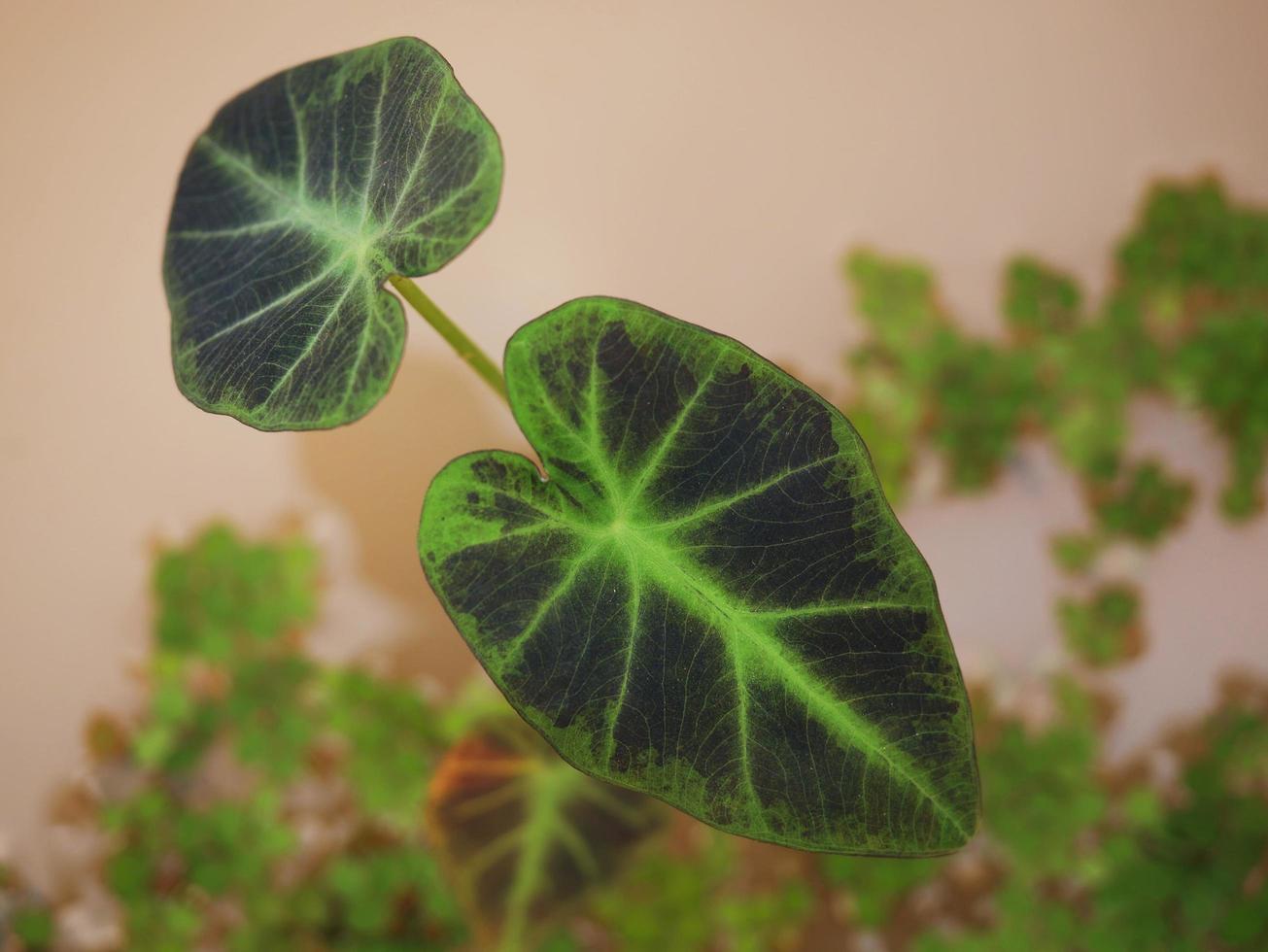 Variegated plants or beautifully shaped leaves outdoors in rare natural colors. is becoming popular and in demand. photo