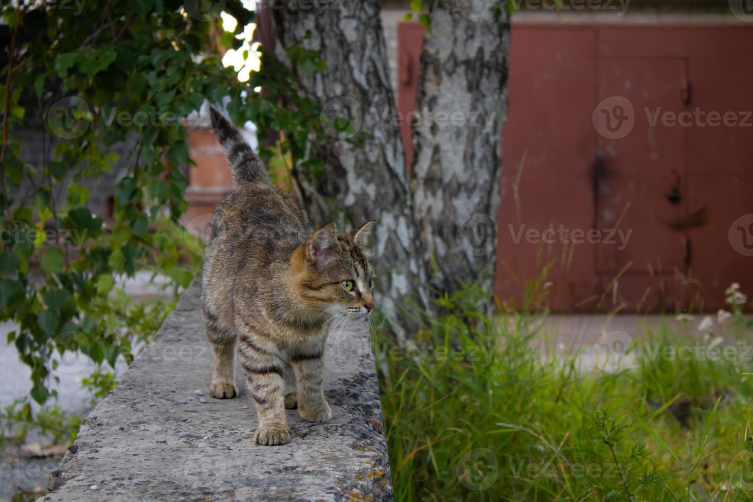 Little stray gray kitten outdoors. homeless cat photo