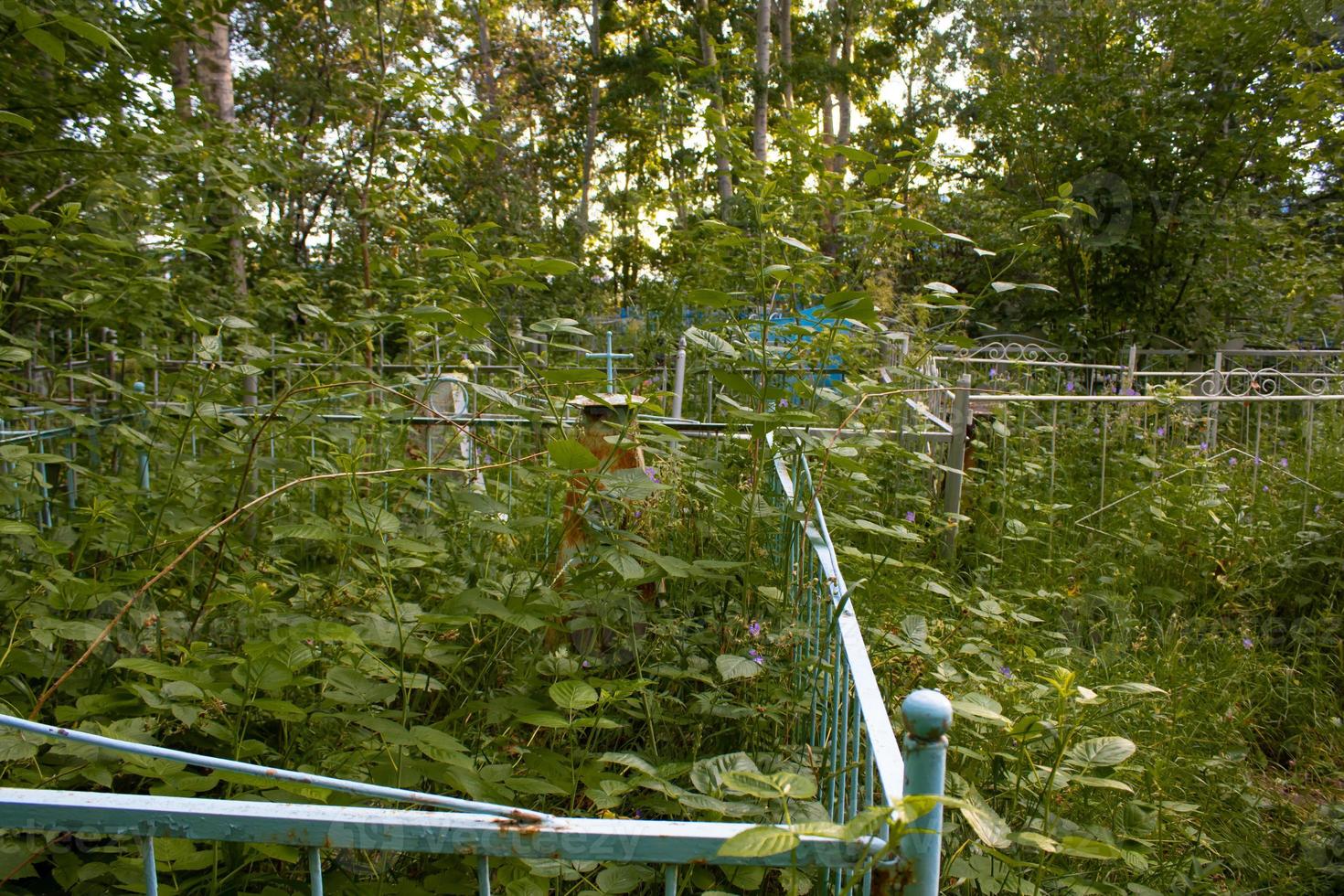 Grave in the old cemetery overgrown with tall grass. photo