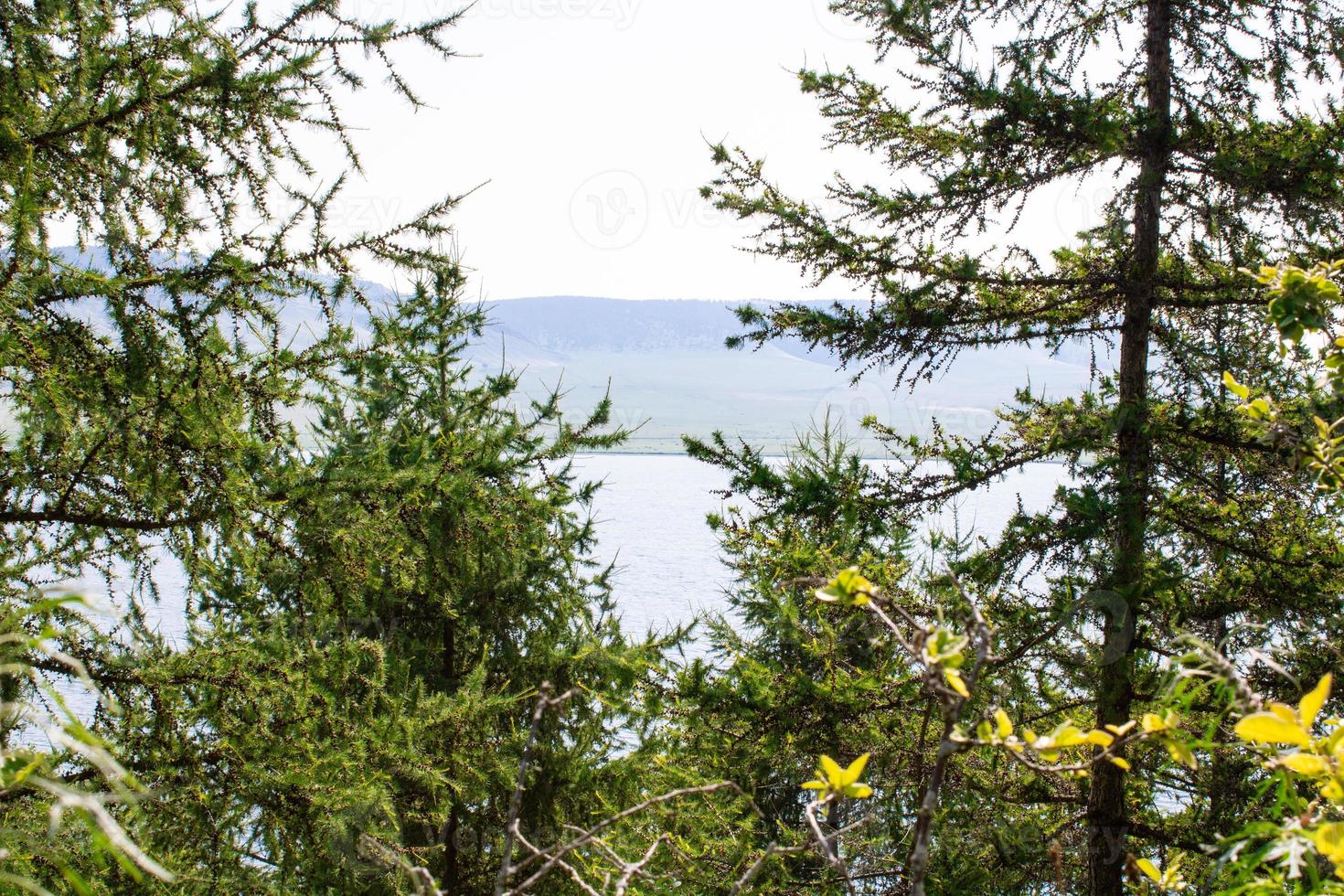 Branches of green larch against the backdrop of the lake and mountains. photo