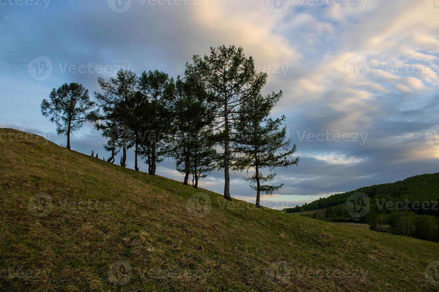 Coniferous trees on a mountain slope against the background of the sky at dusk photo