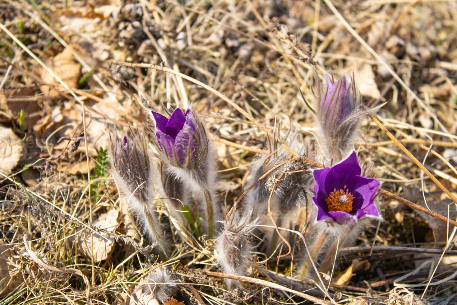 Spring first flowers on dry grass. Beautiful purple snowdrops grow in the dry grass in the spring. photo