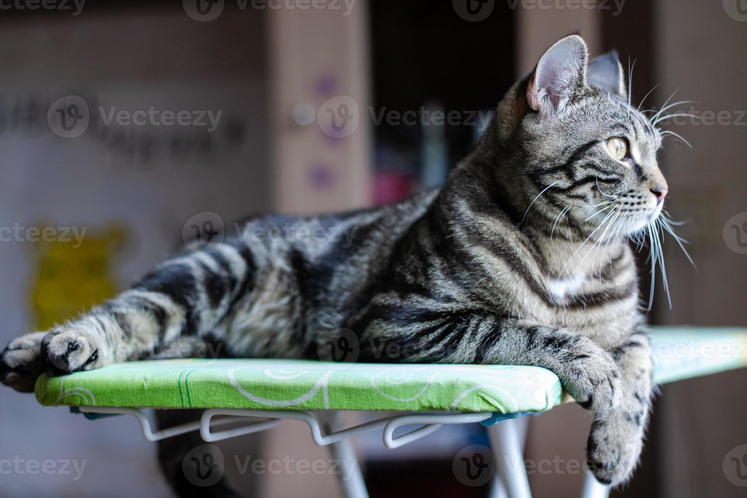 Gray striped cat lies and looks away photo