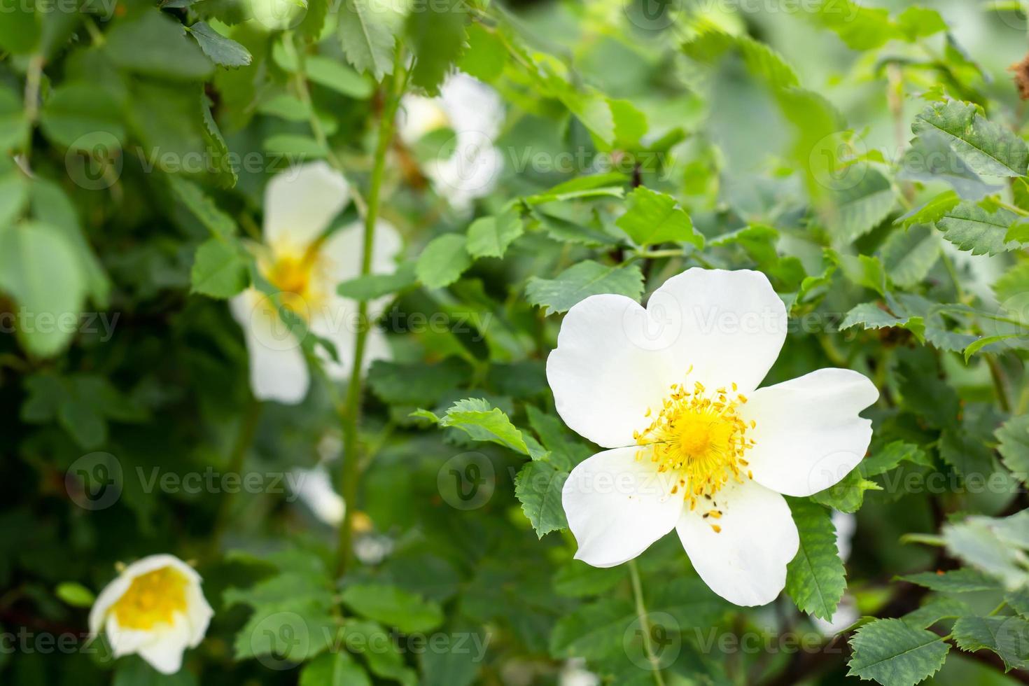 White flower against green foliage with artistic blur. photo