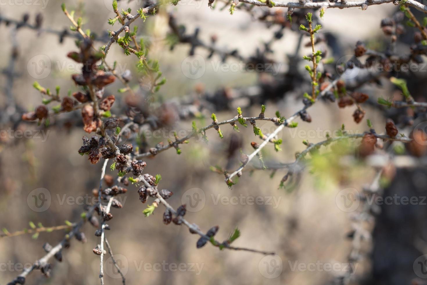 A young branch of a flowering larch on a Sunny spring day photo