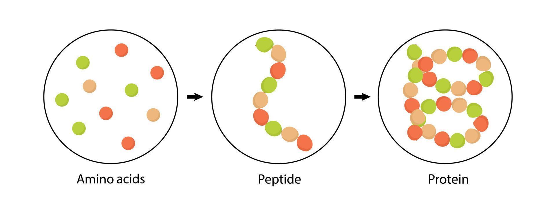 estructura bioquímica de aminoácidos, péptidos y proteínas. ilustración vectorial vector