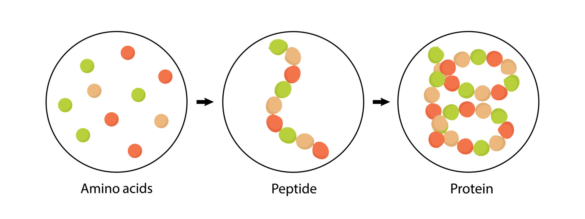 Biochemical structure of amino acids, peptides and proteins. vector
