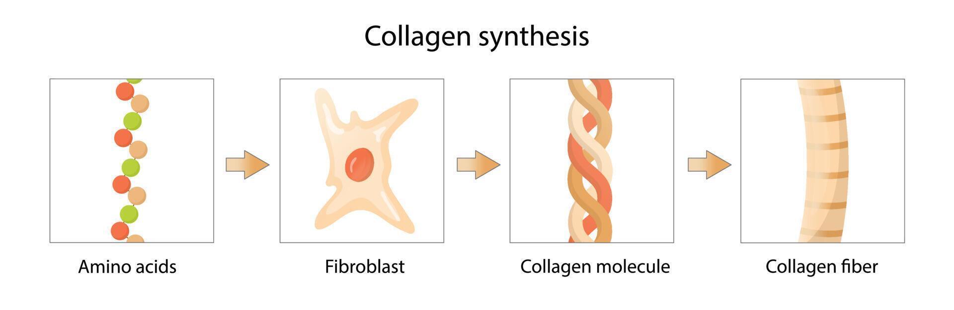 Synthesis of collagen. From fibroblasts and amino acids to collagen
