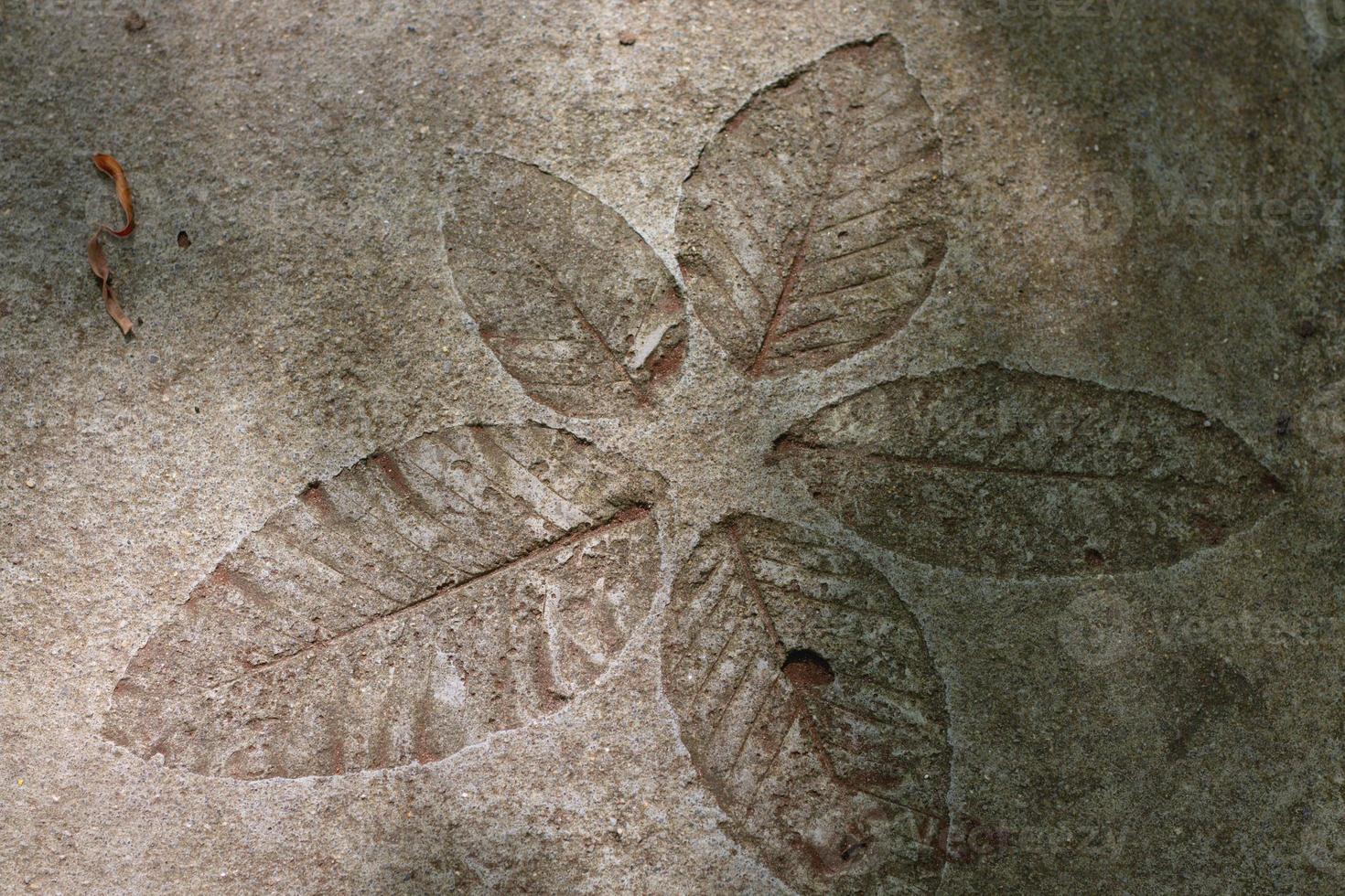 Picture of the texture of a leaf on cement photo