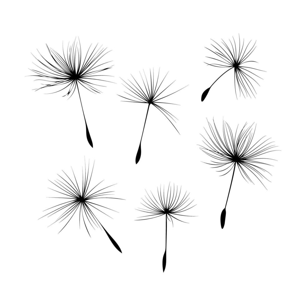 Collection of vector dandelion seeds isolated on white background. Vector illustration.
