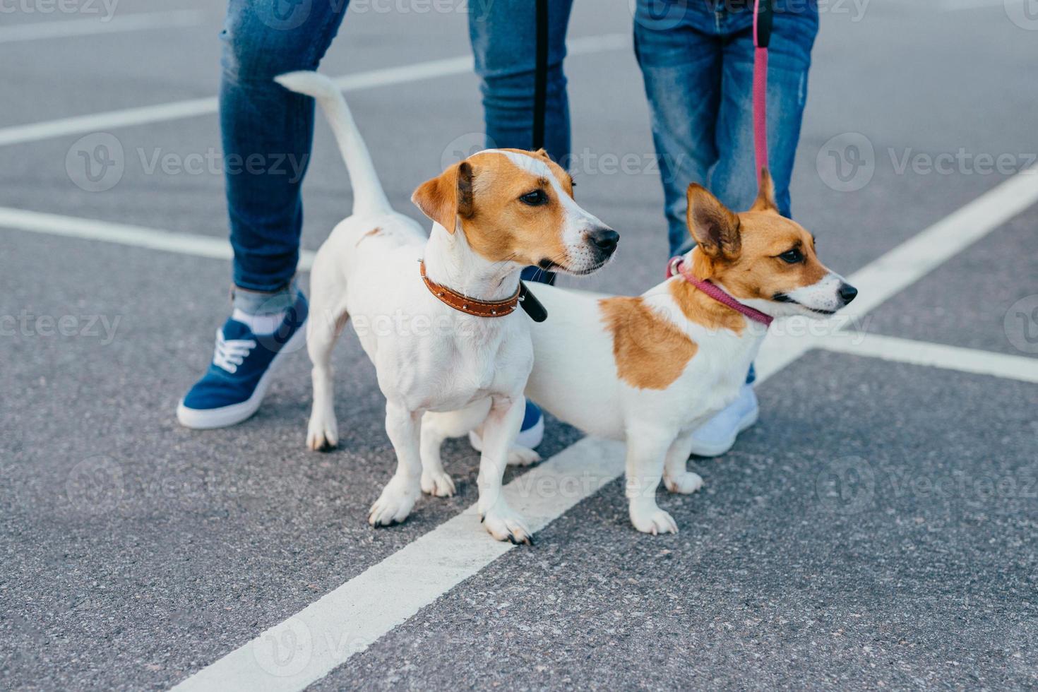 Outdoor shot of two pedigree dogs on leashes have walk, unrecognizable people stand near, pose on road, stroll together at street. People and leisure concept photo