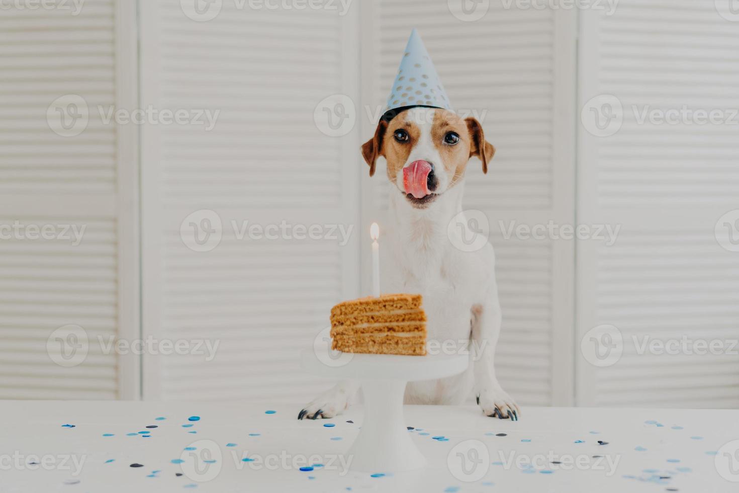 Horizontal shot of small dog being on birthday party, poses near piece of delicious cake with candle, shows tongue as wants to eat, wears festive cone hat. Festive event and celebration concept photo