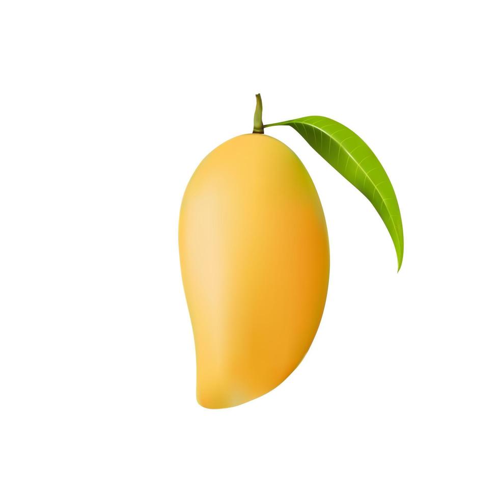 Mango with leaf on white background vector