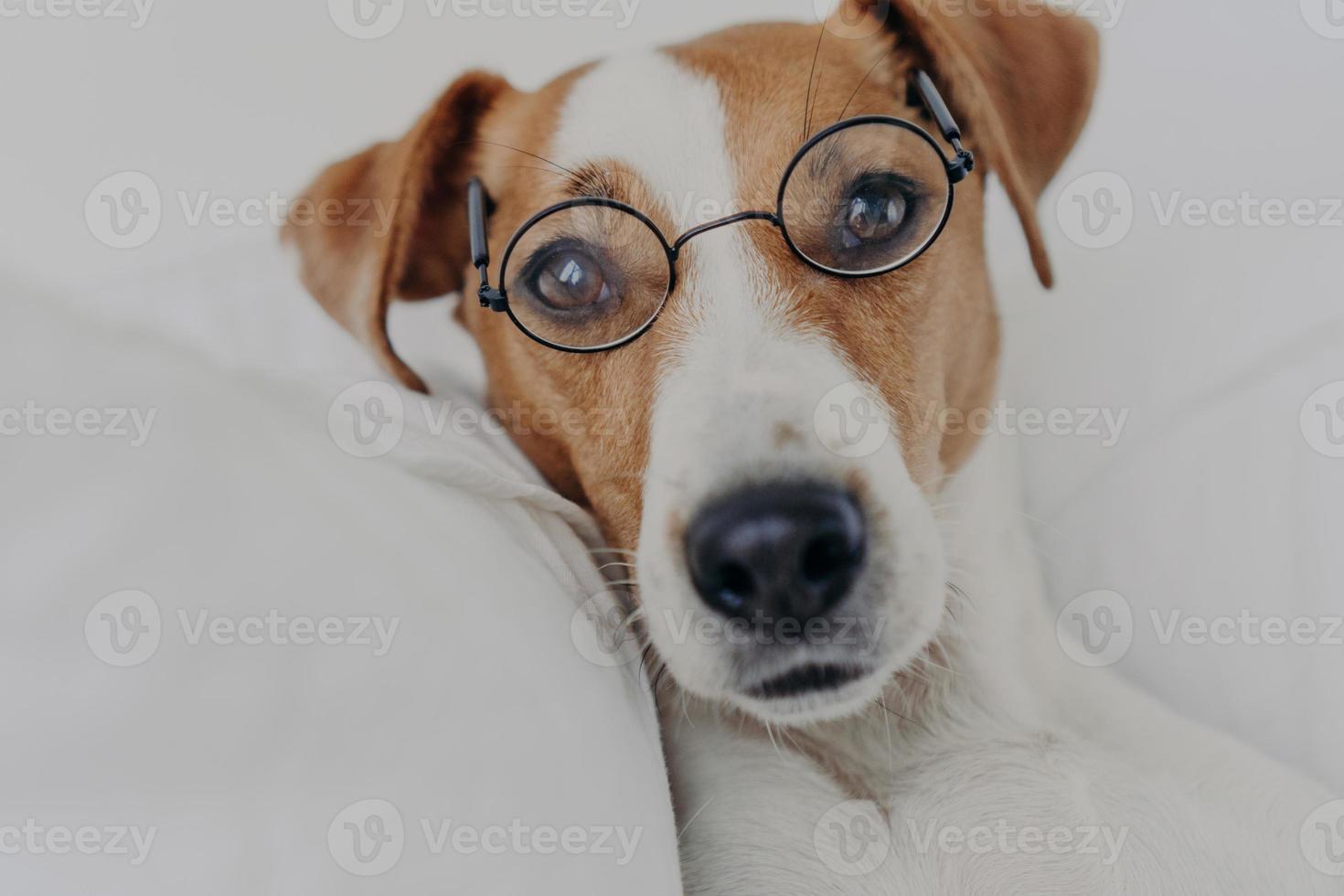 Close up shot of brown and white dog stays in bed, wears transparent round glasses and looks directly at camera. Jack russel terrier in eyewear. Intelligent pet in bedroom at home. Animals concept photo