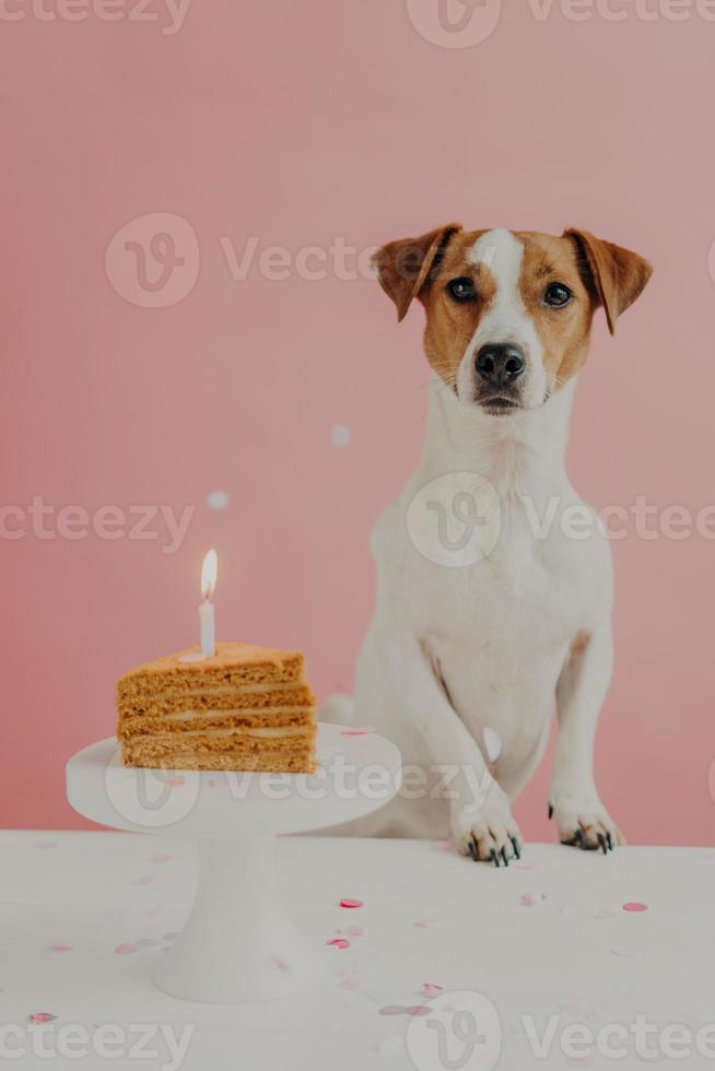 Portrait of one year old brown and white jack russel terrier dog poses near table, blows candle on appetizing birthday cake, has party at home, isolated on pink background. Domestic animals and pets. photo