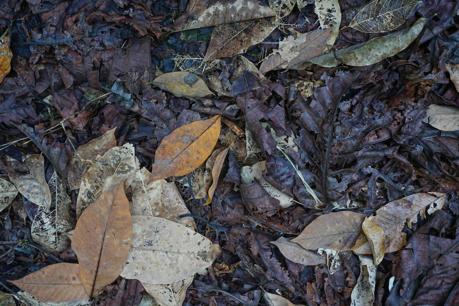 Dry leaf texture and nature background. Surface of brown leaves material, free photo