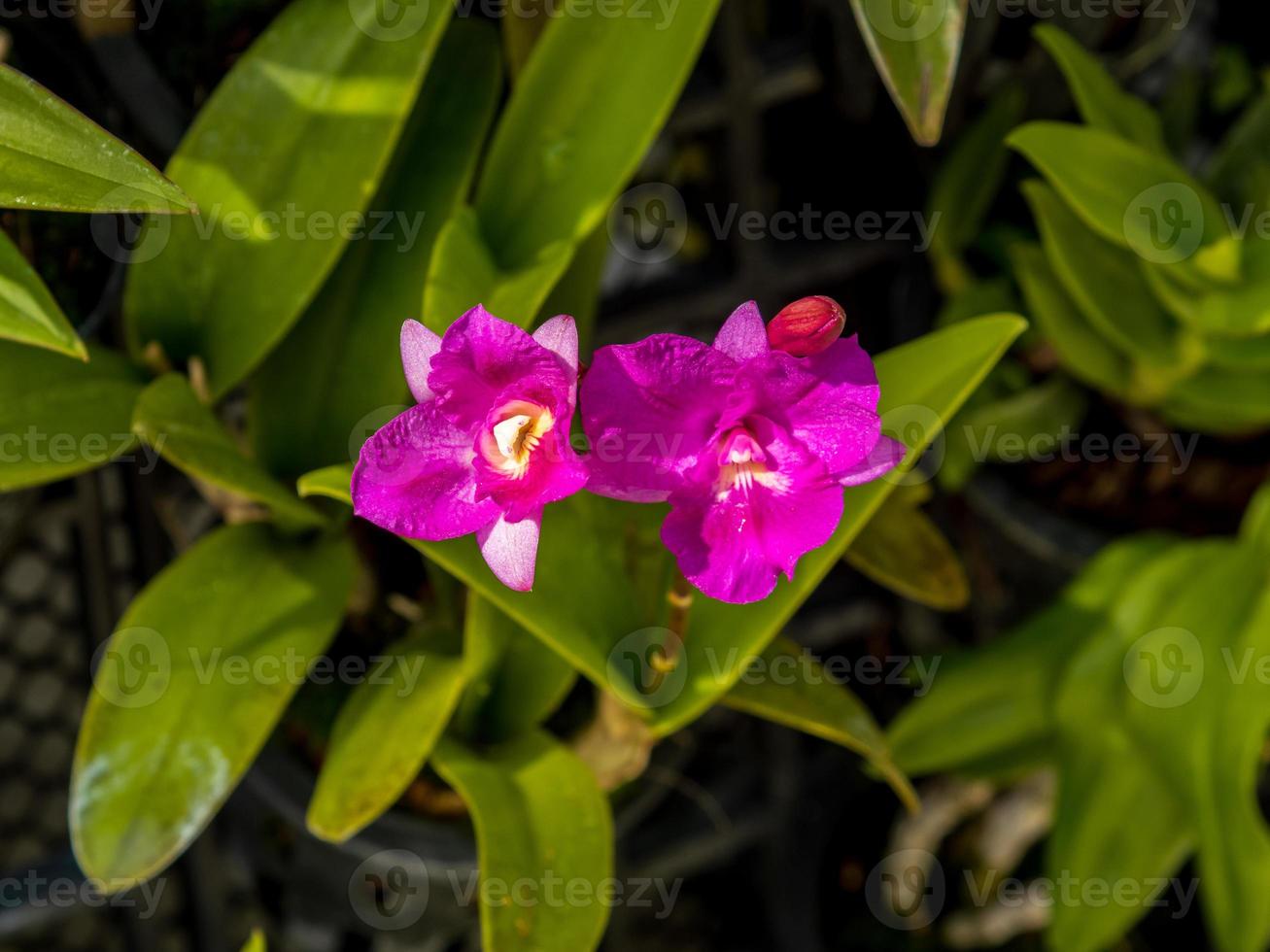 cattleya why not orchid blooming in the garden 8167980 Stock Photo at