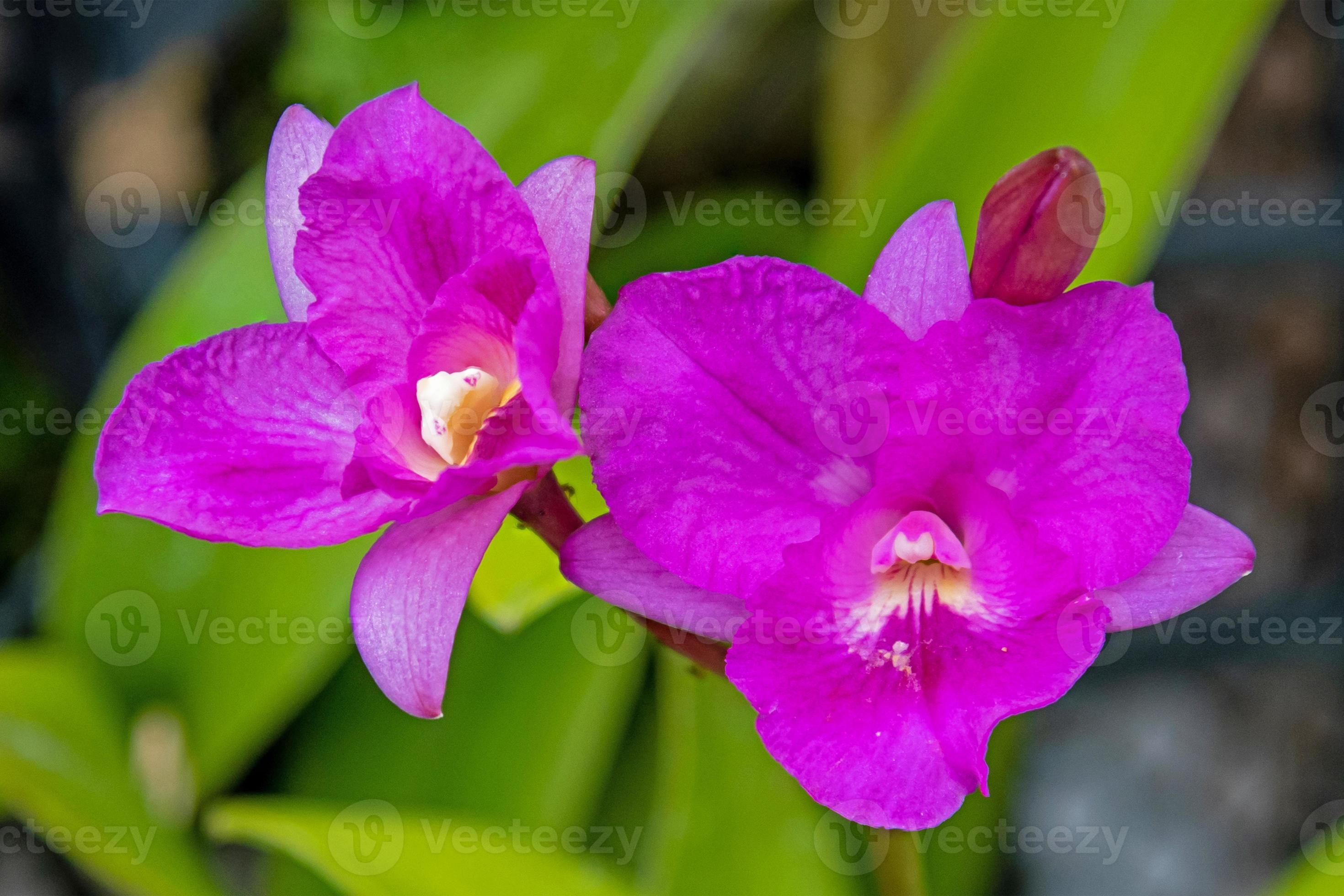 cattleya why not orchid blooming in the garden 8167986 Stock Photo at