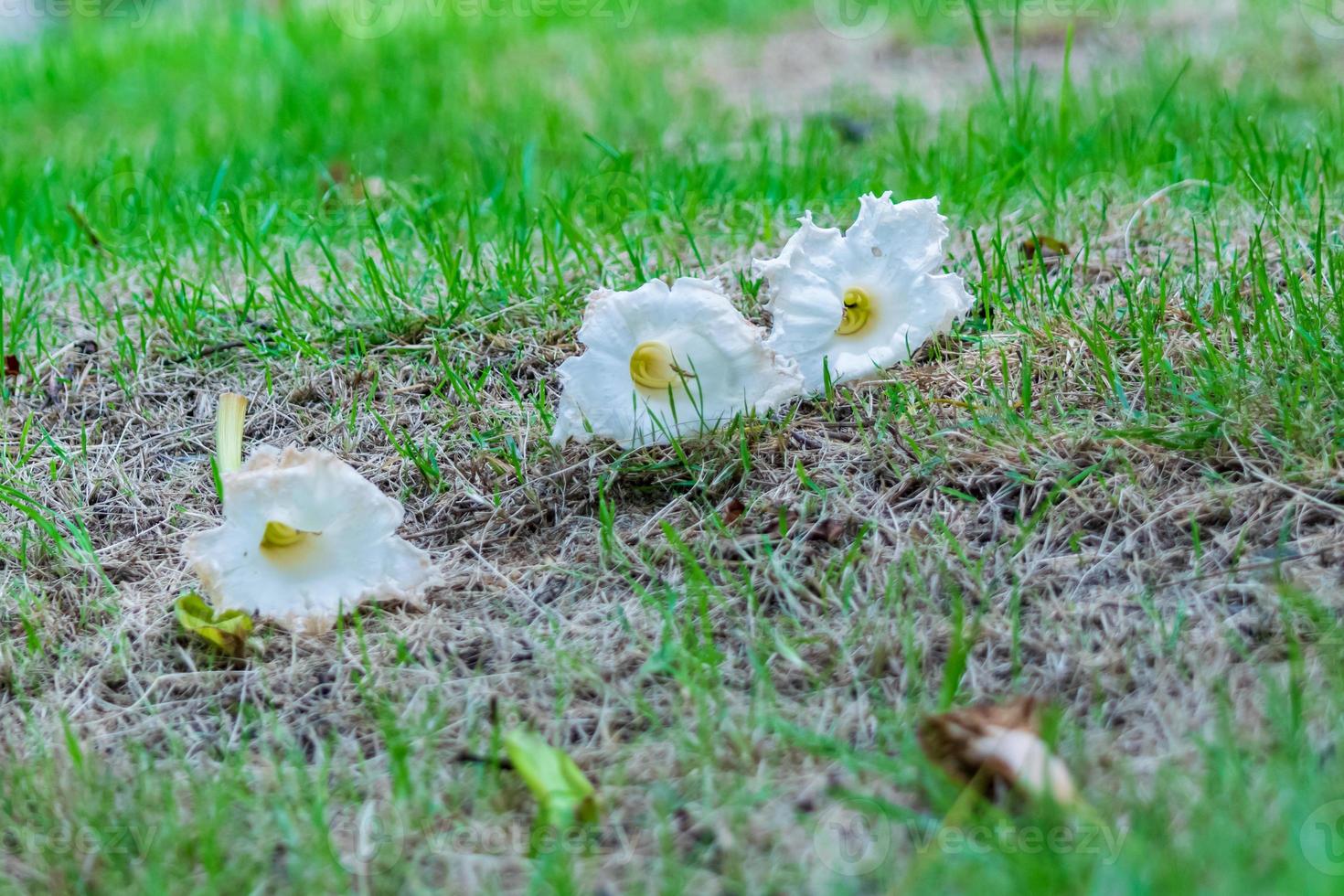 White Dolichandrone serrulata flower on the ground photo