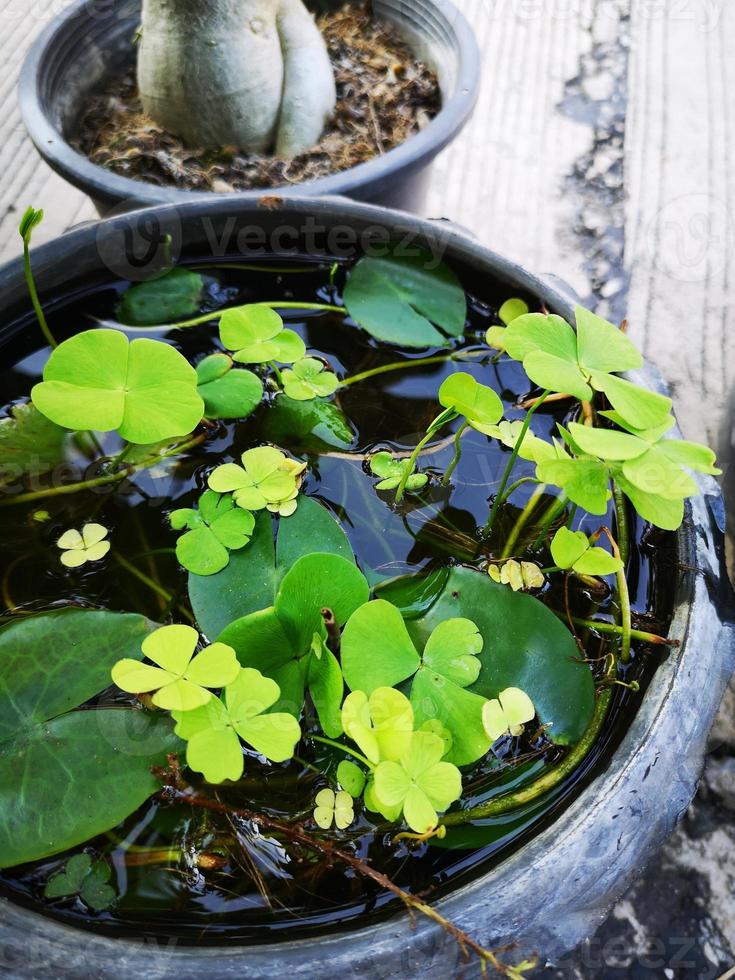 The Marsilea crenata, Marsileaceae in the pot photo