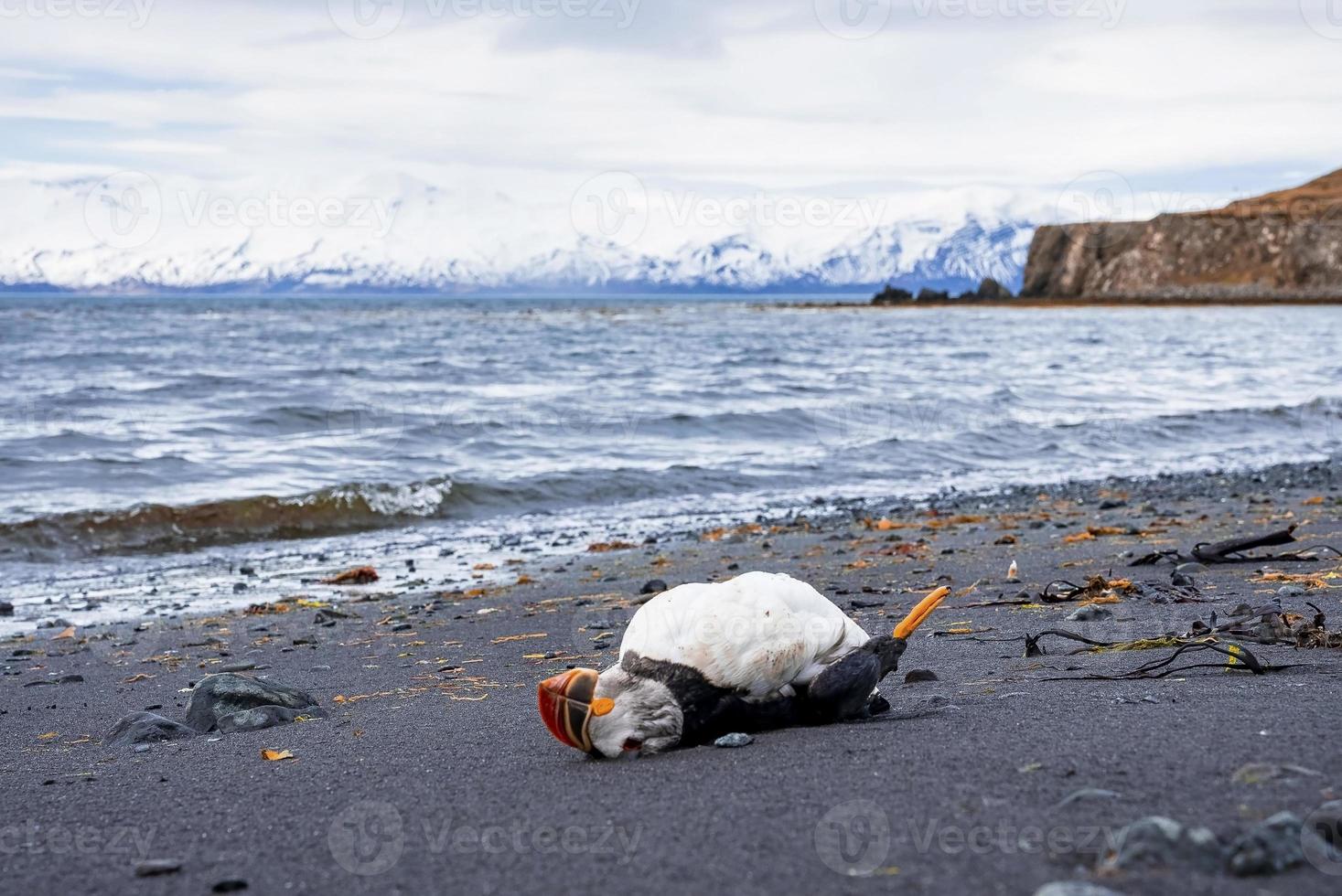 Dead Atlantic Puffin lying on sea shore at black sand beach against sky photo