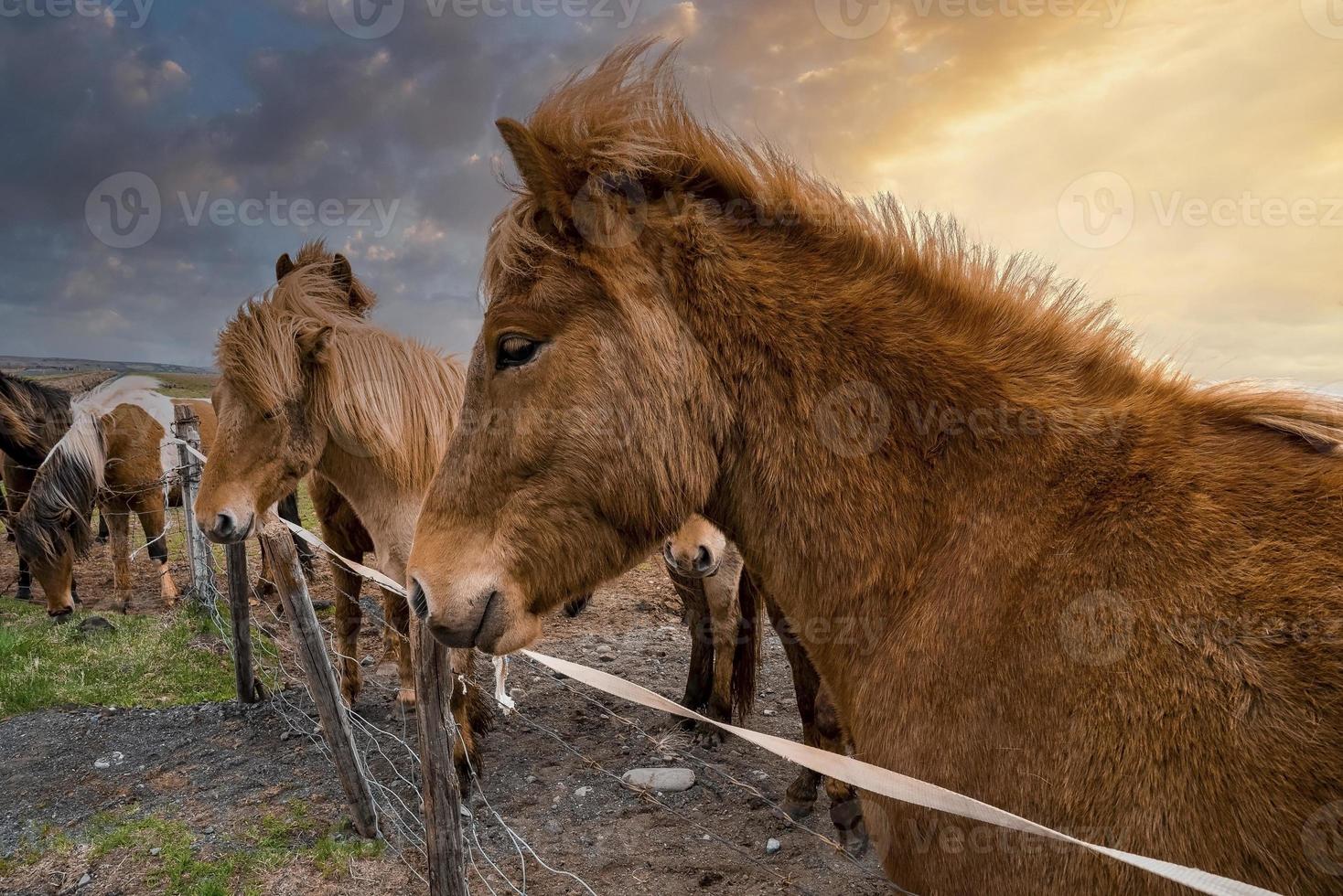 Close-up of Icelandic horses with beautiful mane standing near fence at sunset photo