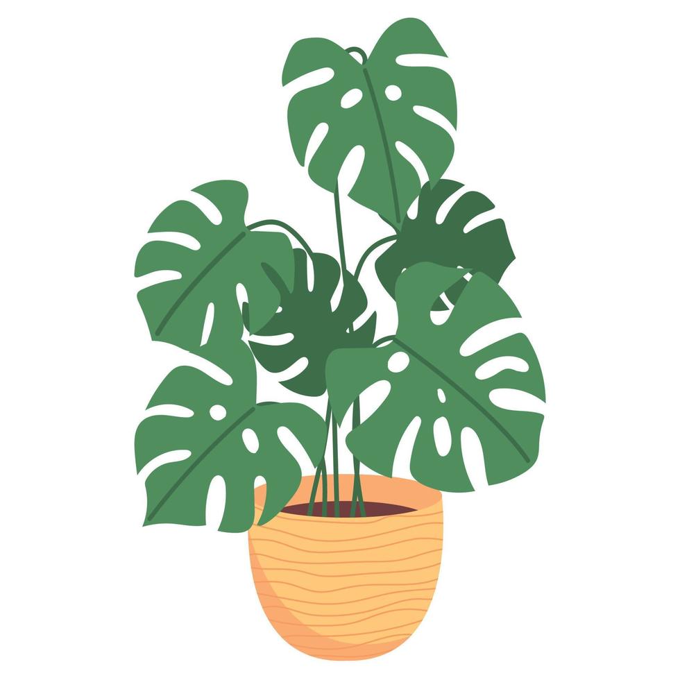 Monstera in a flower pot isolated on white background. Tropical plant for interior decor of home or office. vector