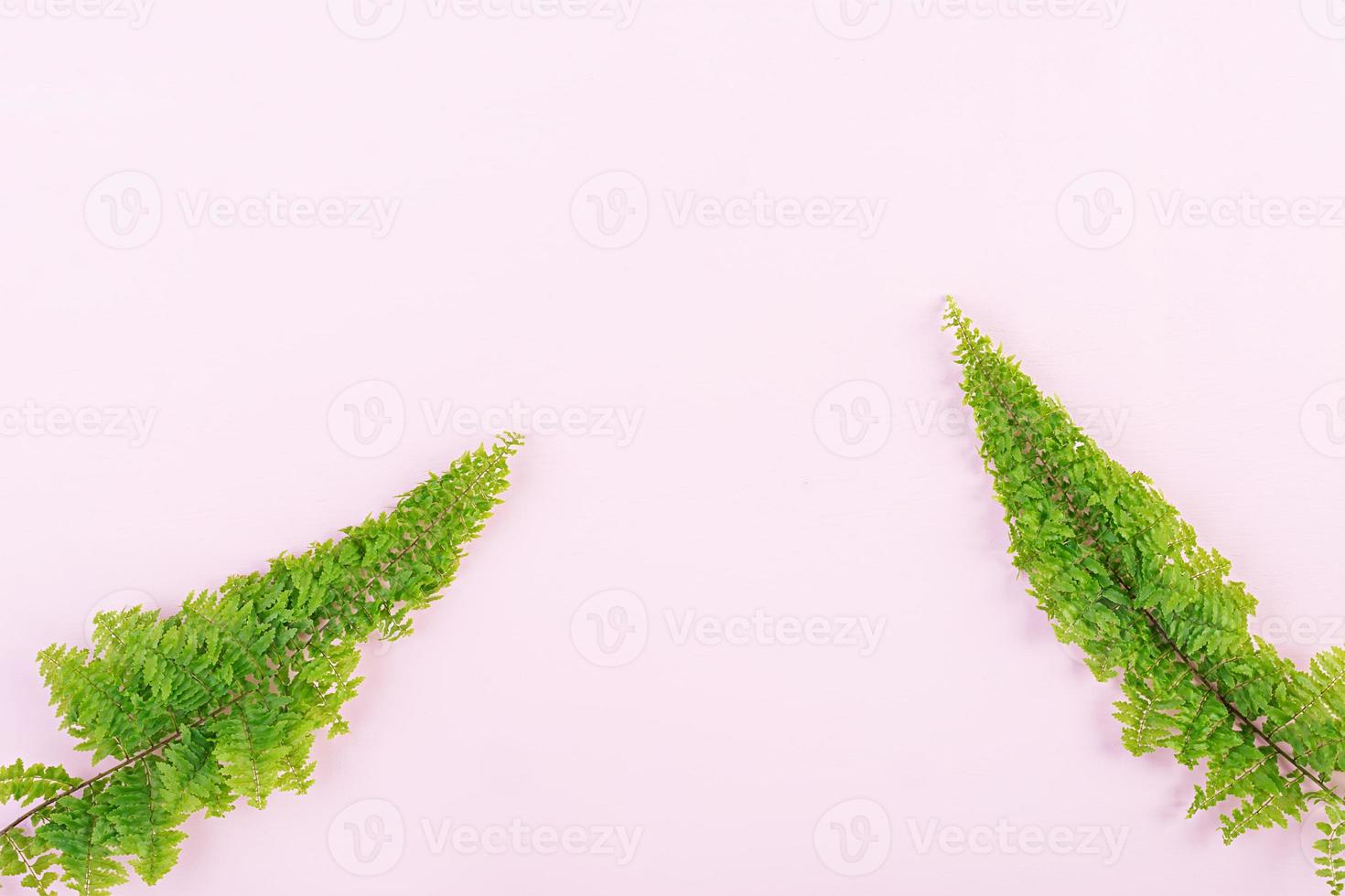 Fern branches pattern on pink background. Flat lay, top view. Free space for your text. photo