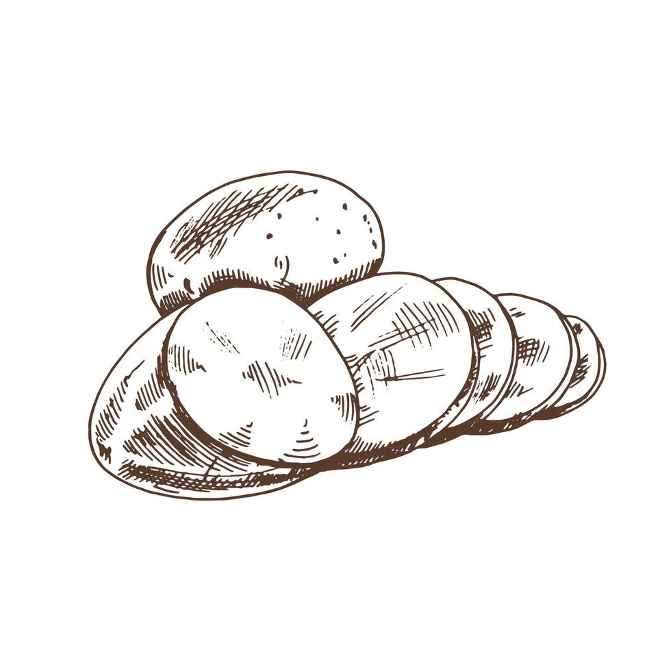 Vector  sketch of Dirty raw potatoes.  Hand drawn  illustration. for print, web, mobile and infographics isolated on white background.