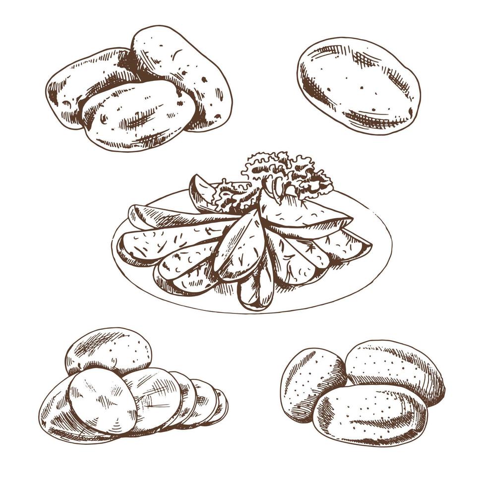 Hand drawn sketch style set illustration of ripe potatoes. Eco food vintage vector illustration.  Starch sketch illustration for print, web, mobile and infographics isolated on white background.