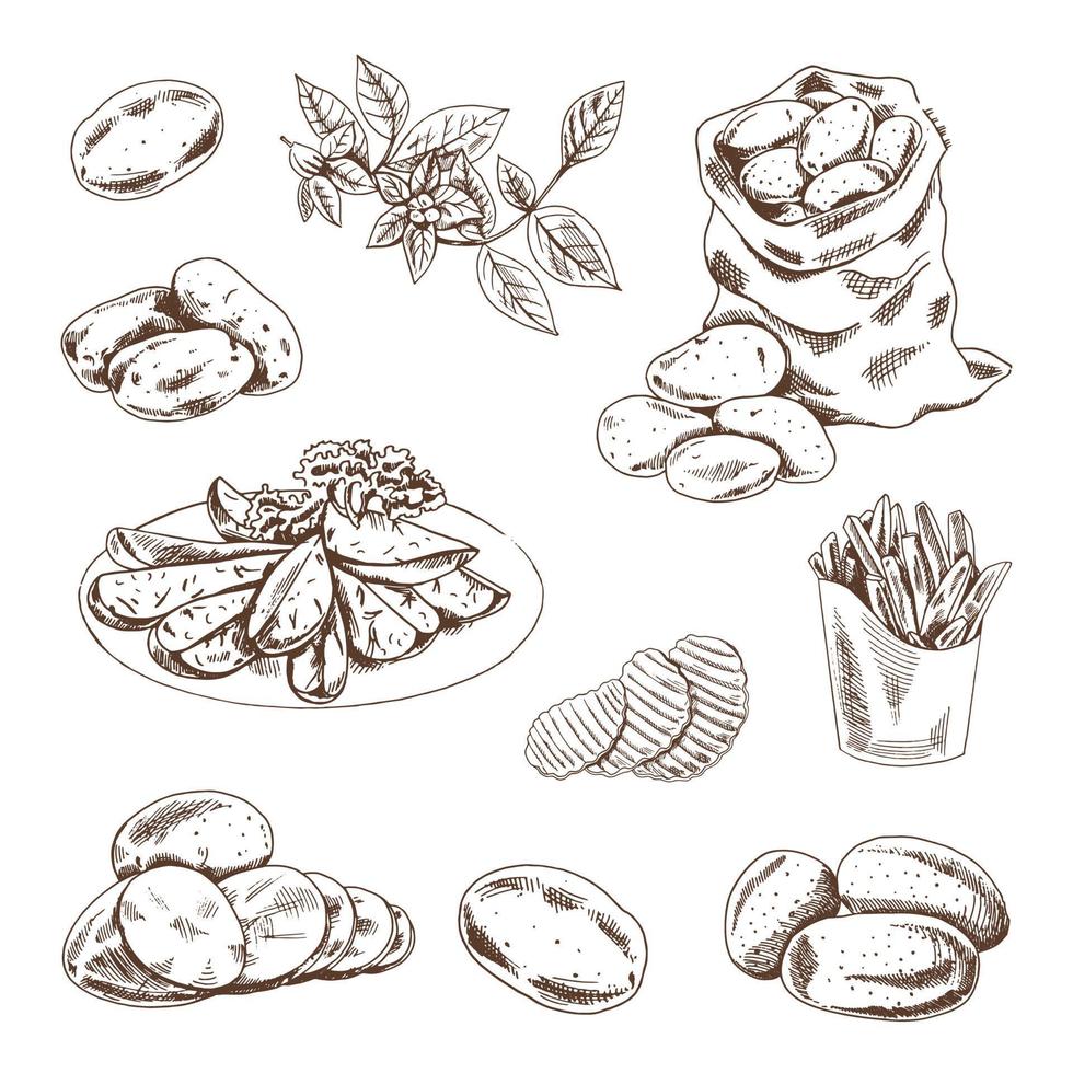 Hand drawn sketch style set illustration of ripe potatoes. Eco food vintage vector illustration. Sketch illustration for print, web, mobile and infographics isolated on white background.