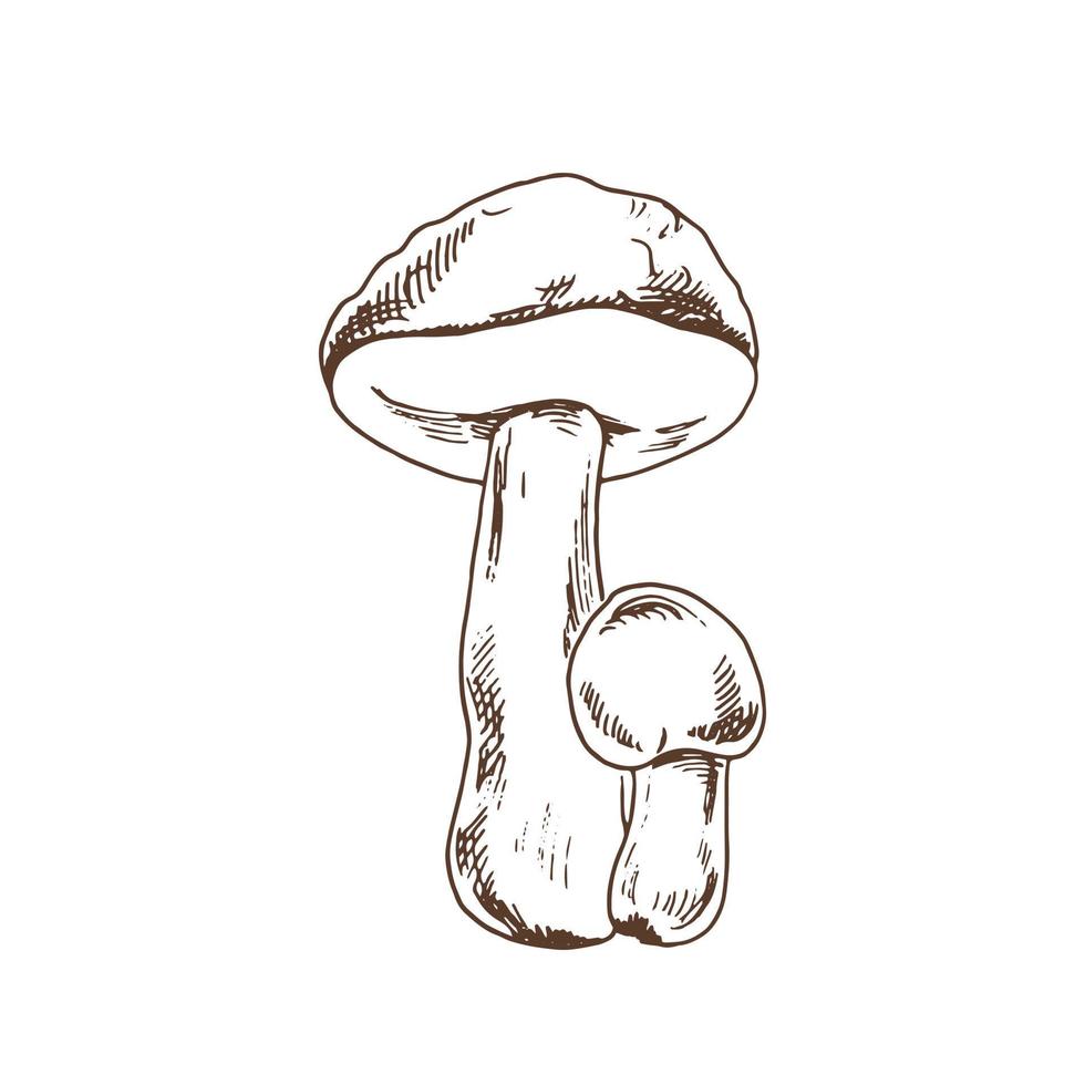 esbozar la ilustración de las setas boletus. icono de dibujo vectorial. dibujo de época. Ilustración de vector vintage de comida ecológica. ilustración de esbozo para impresión, web, móvil e infografía.