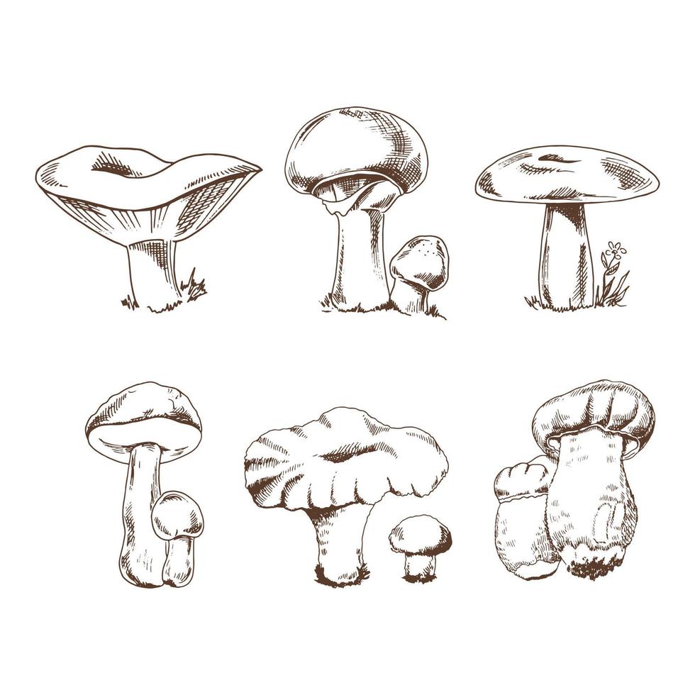 Vector sketch Collection of different mushrooms. Sketch illustration for print, web, mobile and infographics.