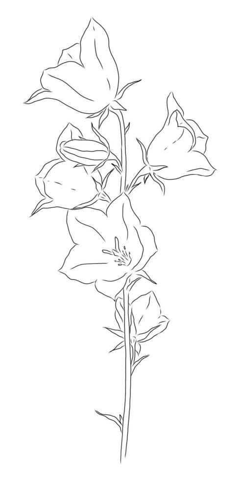 VECTOR DRAWING OF A BLOOMING BELL ON A WHITE BACKGROUND