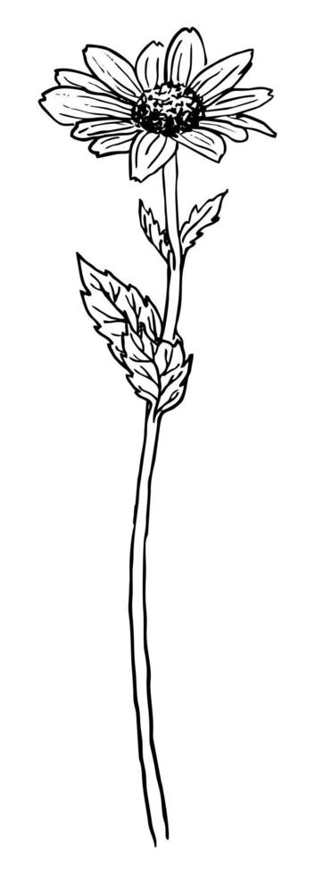 VECTOR DRAWING OF A BLACK FLOWERING RUDBECKIA ON A WHITE BACKGROUND