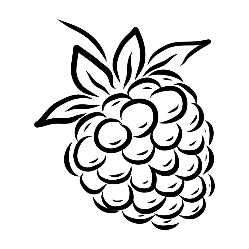 VECTOR LINEAR DRAWING OF RASPBERRY BERRIES ON A WHITE BACKGROUND